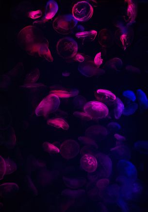 jellyfish, underwater world, invertebrates Wallpaper 1668x2388