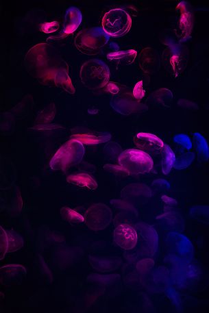 jellyfish, underwater world, invertebrates Wallpaper 3648x5472
