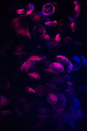 jellyfish, underwater world, invertebrates Wallpaper 640x960