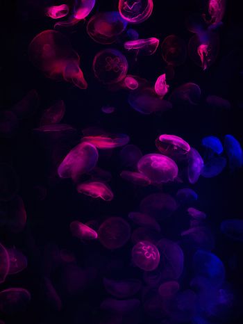jellyfish, underwater world, invertebrates Wallpaper 1620x2160