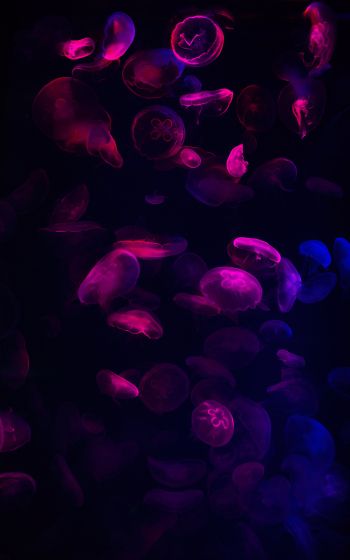 Обои 800x1280 медузы, подводный мир, беспозвоночные