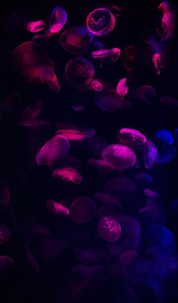 jellyfish, underwater world, invertebrates Wallpaper 600x1024