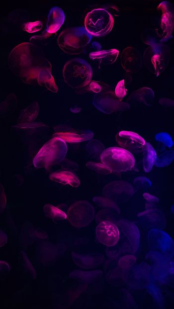 Обои 640x1136 медузы, подводный мир, беспозвоночные