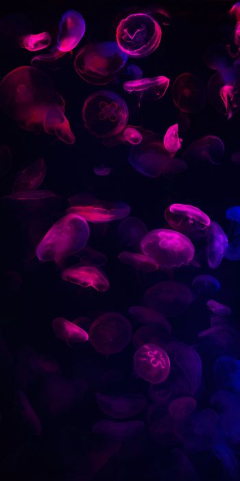 Обои 720x1440 медузы, подводный мир, беспозвоночные