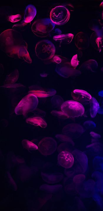 Обои 1440x2960 медузы, подводный мир, беспозвоночные