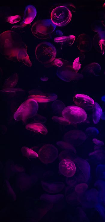 Обои 1080x2280 медузы, подводный мир, беспозвоночные