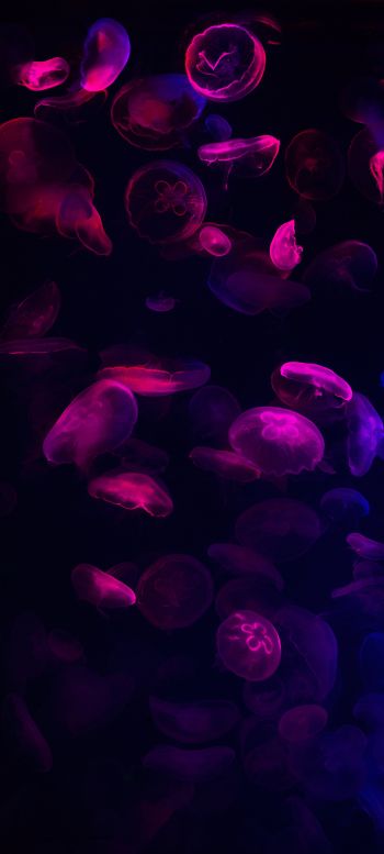 Обои 1440x3200 медузы, подводный мир, беспозвоночные