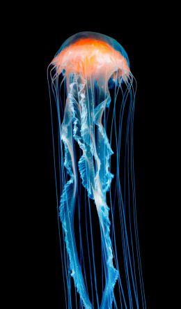 jellyfish, underwater world, invertebrates Wallpaper 600x1024