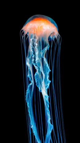 jellyfish, underwater world, invertebrates Wallpaper 720x1280