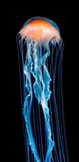 jellyfish, underwater world, invertebrates Wallpaper 1080x2220