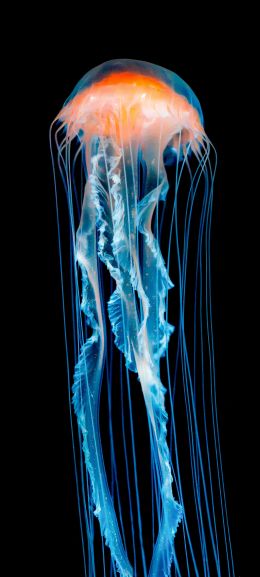 jellyfish, underwater world, invertebrates Wallpaper 1080x2400