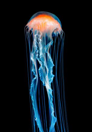 jellyfish, underwater world, invertebrates Wallpaper 1640x2360