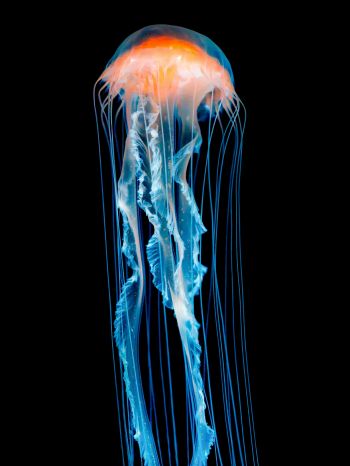 Обои 1620x2160 медуза, подводный мир, беспозвоночные