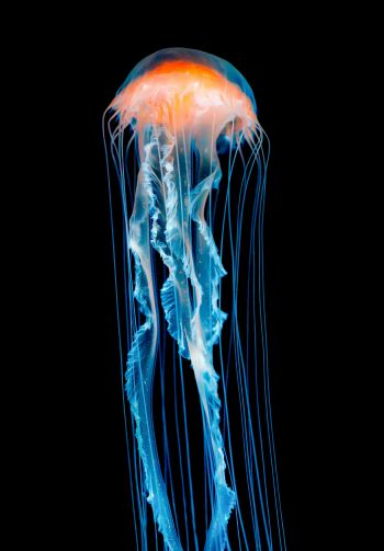 Обои 1640x2360 медуза, подводный мир, беспозвоночные