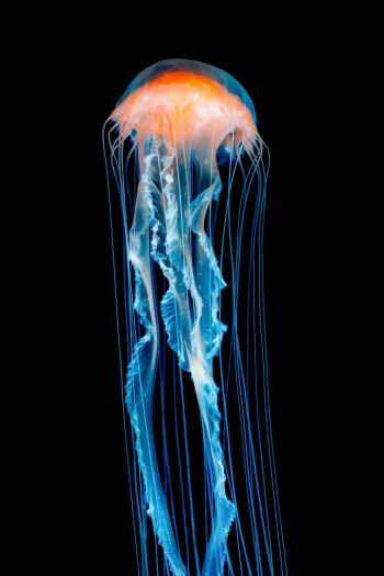 Обои 640x960 медуза, подводный мир, беспозвоночные