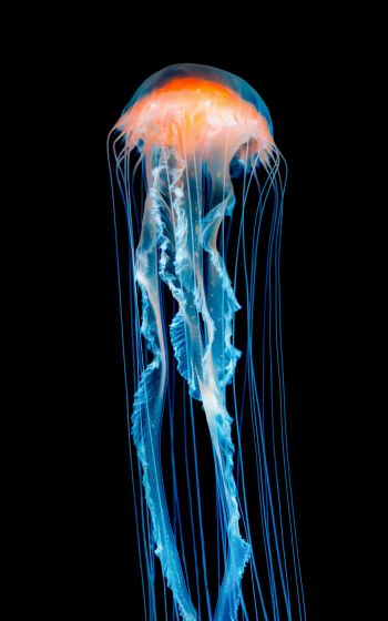Обои 1200x1920 медуза, подводный мир, беспозвоночные