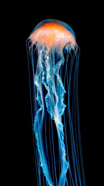 Обои 2160x3840 медуза, подводный мир, беспозвоночные