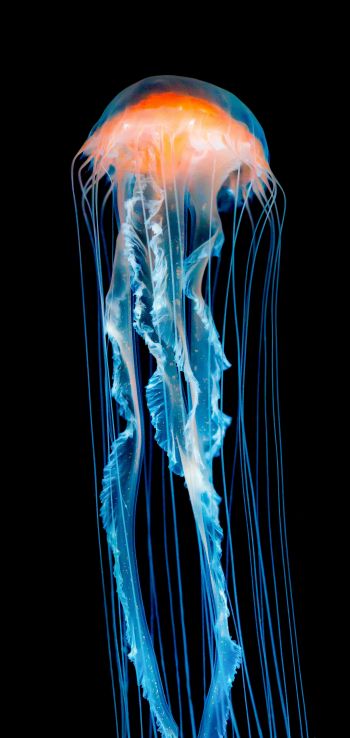 jellyfish, underwater world, invertebrates Wallpaper 720x1520