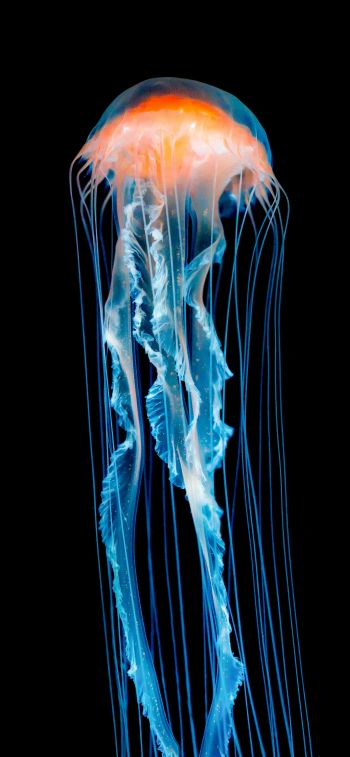 jellyfish, underwater world, invertebrates Wallpaper 1284x2778
