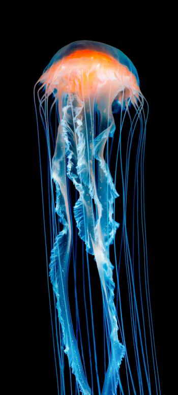 jellyfish, underwater world, invertebrates Wallpaper 1440x3200