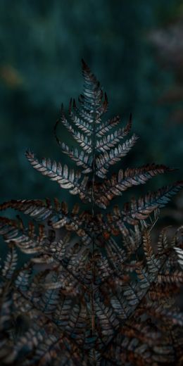 plant, sheets, wildlife, macro, forest Wallpaper 720x1440