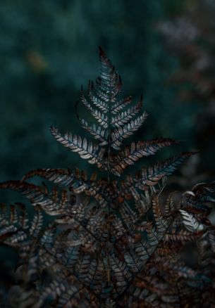 plant, sheets, wildlife, macro, forest Wallpaper 1640x2360