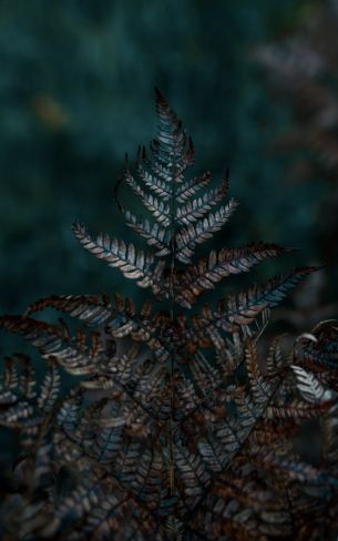 plant, sheets, wildlife, macro, forest Wallpaper 1200x1920