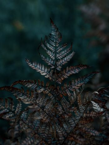 plant, sheets, wildlife, macro, forest Wallpaper 1668x2224
