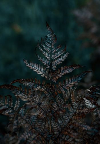 plant, sheets, wildlife, macro, forest Wallpaper 1668x2388