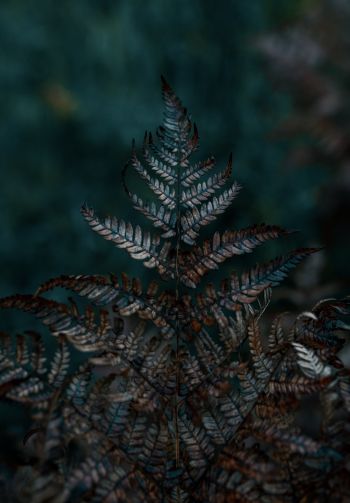 plant, sheets, wildlife, macro, forest Wallpaper 1640x2360