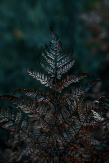 plant, sheets, wildlife, macro, forest Wallpaper 640x960