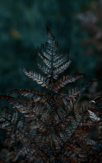 plant, sheets, wildlife, macro, forest Wallpaper 1752x2800