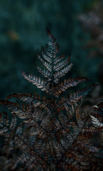 plant, sheets, wildlife, macro, forest Wallpaper 1200x2000