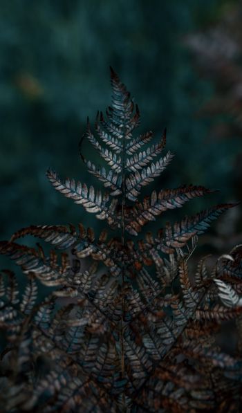 plant, sheets, wildlife, macro, forest Wallpaper 600x1024