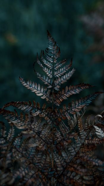 plant, sheets, wildlife, macro, forest Wallpaper 640x1136
