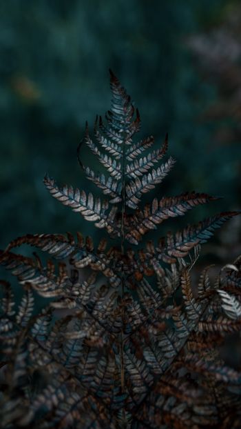 plant, sheets, wildlife, macro, forest Wallpaper 750x1334