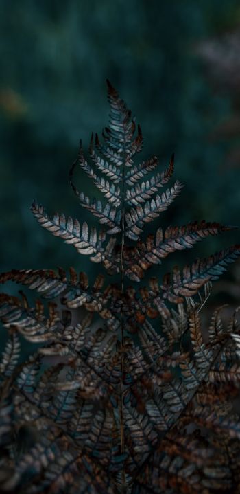 plant, sheets, wildlife, macro, forest Wallpaper 1080x2220