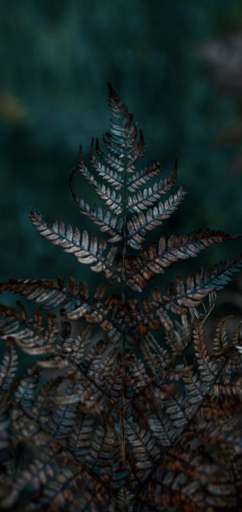 plant, sheets, wildlife, macro, forest Wallpaper 1080x2280