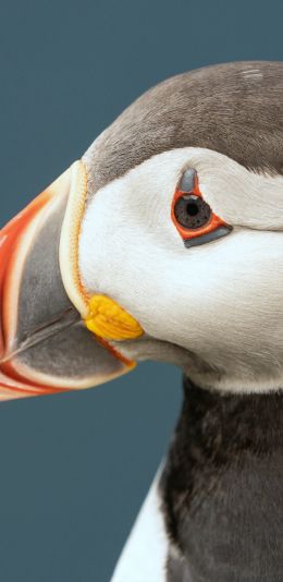 bird, beak, wildlife Wallpaper 1080x2220