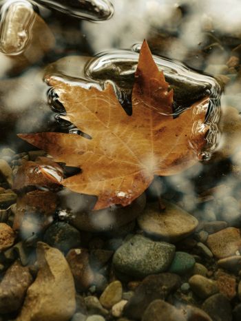 maple leaf, sheet, yellow leaf, autumn, puddle, water, stones Wallpaper 1536x2048