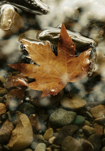 maple leaf, sheet, yellow leaf, autumn, puddle, water, stones Wallpaper 1640x2360