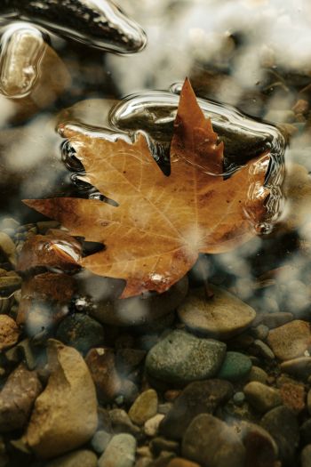 maple leaf, sheet, yellow leaf, autumn, puddle, water, stones Wallpaper 640x960