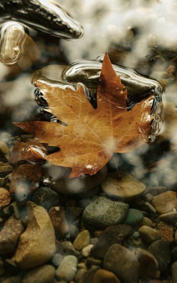 maple leaf, sheet, yellow leaf, autumn, puddle, water, stones Wallpaper 1752x2800