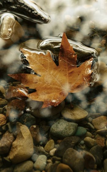 maple leaf, sheet, yellow leaf, autumn, puddle, water, stones Wallpaper 1600x2560