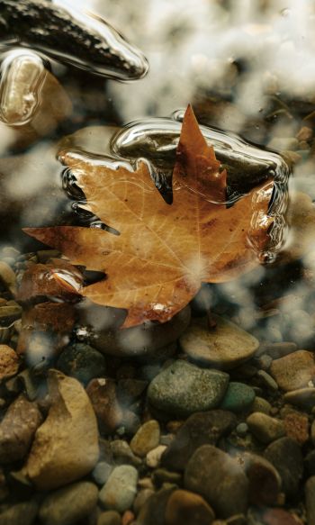 maple leaf, sheet, yellow leaf, autumn, puddle, water, stones Wallpaper 1200x2000