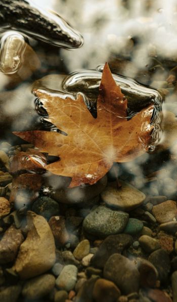 maple leaf, sheet, yellow leaf, autumn, puddle, water, stones Wallpaper 600x1024