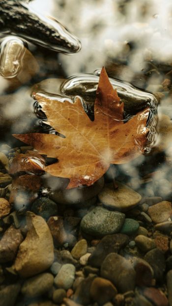 maple leaf, sheet, yellow leaf, autumn, puddle, water, stones Wallpaper 640x1136