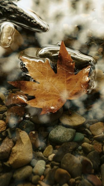 Обои 1080x1920 кленовый лист, лист, желтый лист, осень, лужа, вода, камни