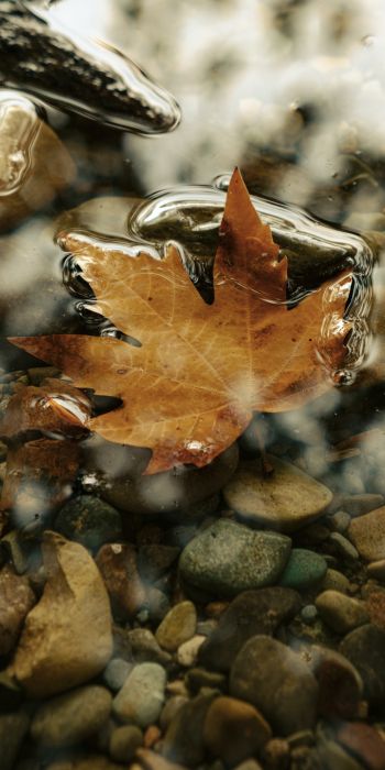 maple leaf, sheet, yellow leaf, autumn, puddle, water, stones Wallpaper 720x1440