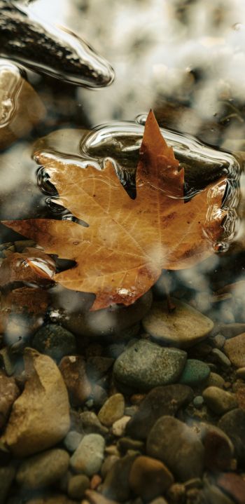 maple leaf, sheet, yellow leaf, autumn, puddle, water, stones Wallpaper 1080x2220